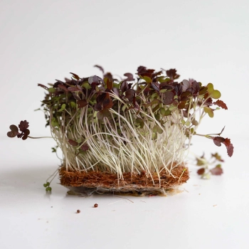 Mustard Radd Microgreens Seeds.jpg