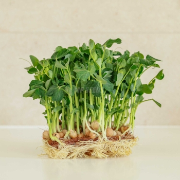 Peas Seeds to grow Jumbo Microgreens.jpg