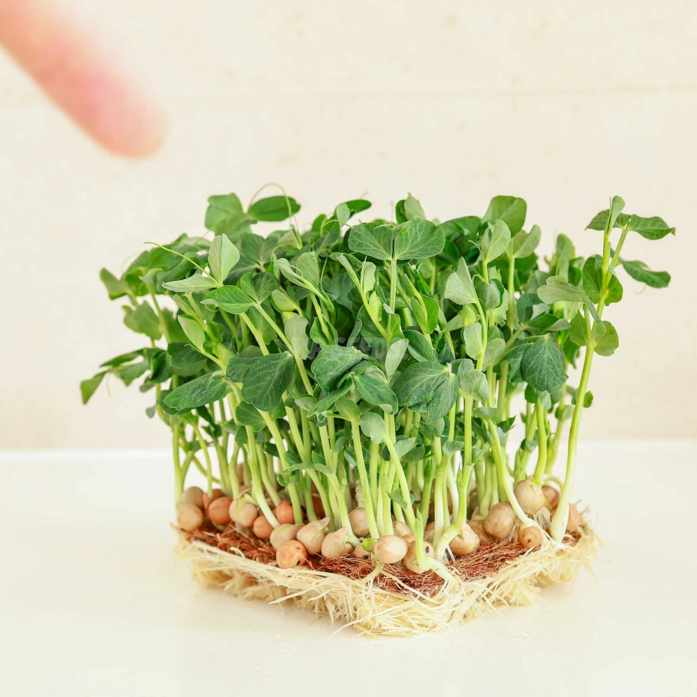 Pea Salad Leafed Microgreens Seeds-09.jpg