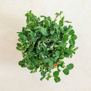 Microgreens Seeds - Pea Jumbo.jpg