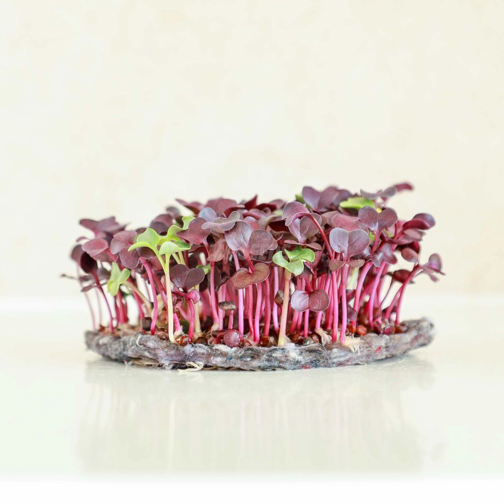 Fibre for growing Microgreens.jpg
