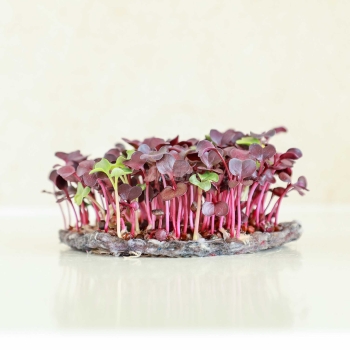 Fibre for growing Microgreens.jpg