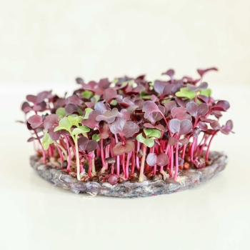 Recycled Mat for growing microgreens.jpg
