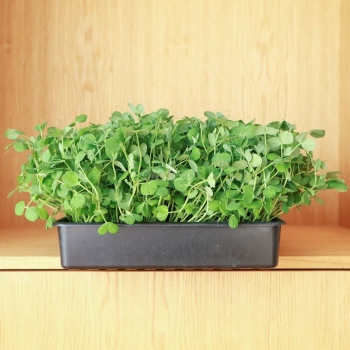 Pea Salad Microgreens Seeds
.jpg