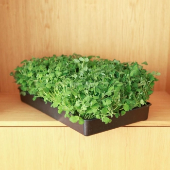 Pea Salad Microgreens Seeds.jpg