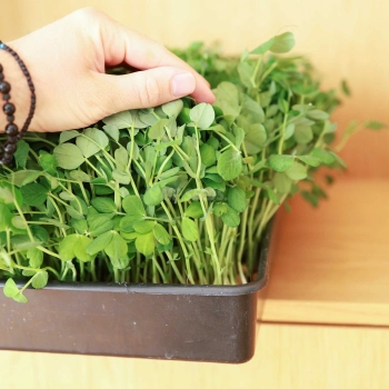 Pea Salad Microgreens Seeds.jpg