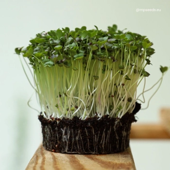 mizuna-green-microgreens.jpg