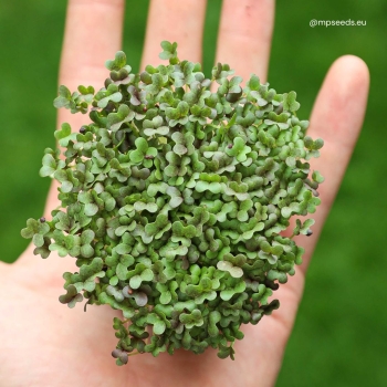 mizuna-green-microgreens.jpg