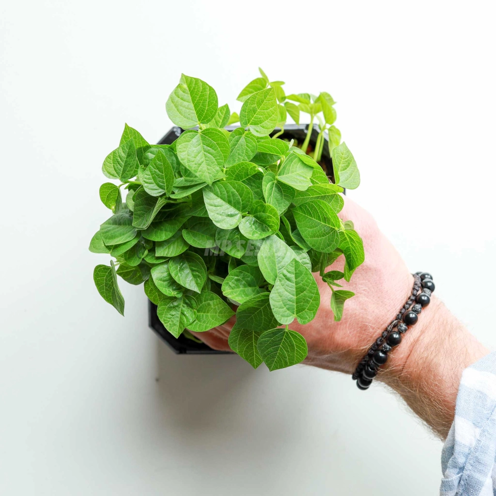 Adzuki Red - Microgreens Seeds-57.jpg