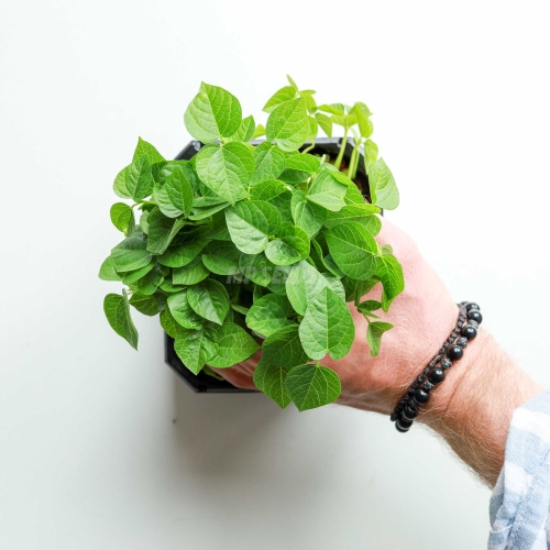 Adzuki Red - Microgreens Seeds-57.jpg