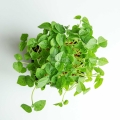 Adzuki Red - Microgreens Seeds-58.jpg