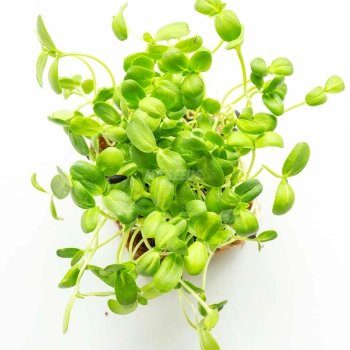 Sunflower Small - Microgreens Seeds-51.jpg
