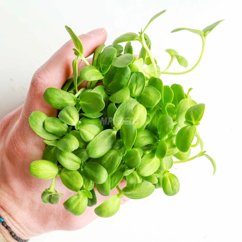 Sunflower Small - Microgreens Seeds-53.jpg