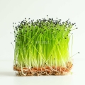 Leek-Microgreens Seeds-36.jpg