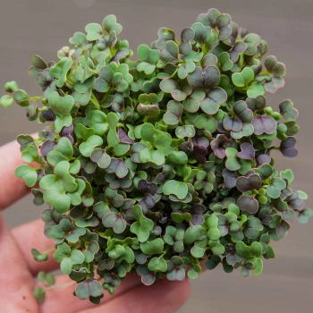 komatsuna red microgreens from above