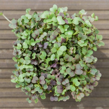 komatsuna red microgreens