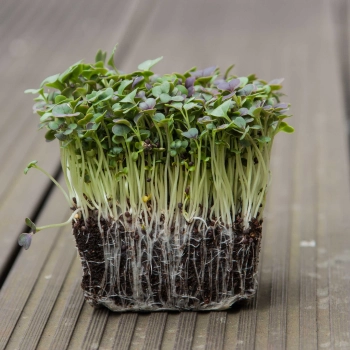 komatsuna red microgreens with roots