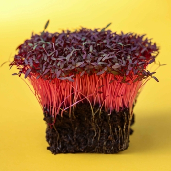 Amaranth Red Organic