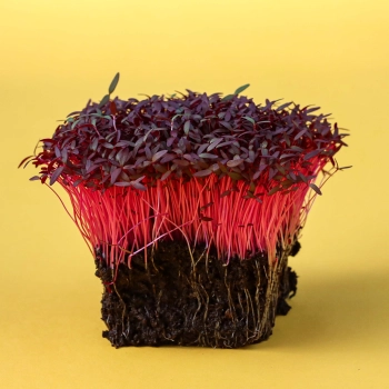 Organic Amaranth Red Microgreens