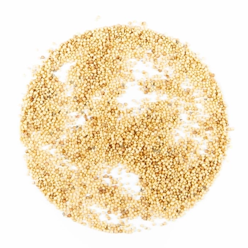 Organic Amaranth Diablo Red Seeds