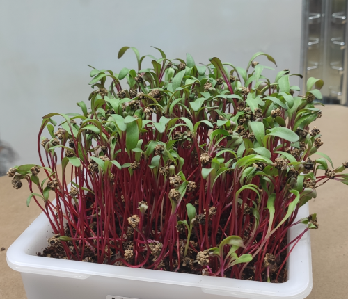 beet-red-mpseeds-microgreens