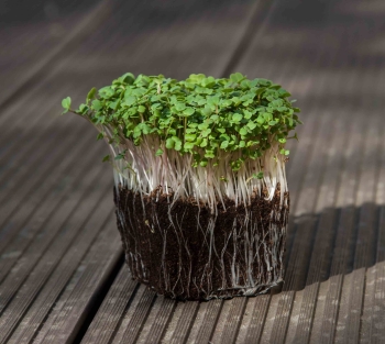 arugula rocket microgreens with roots