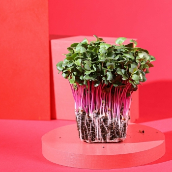 radish rose stem microgreens