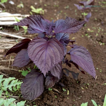 red_shiso_edible_leaves.jpg