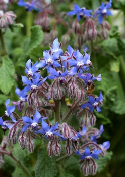 Borage flower
