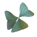 oxalis-sanne.jpg