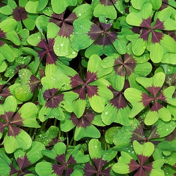 oxalis-deppei-microleaves