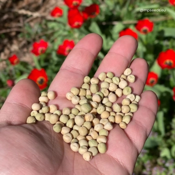 Pea white seeds for microgreens
