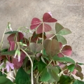 oxalis triangularis sanne .jpg