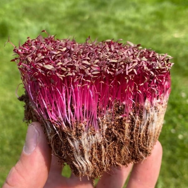 BIO Amaranth Red microgreens with roots