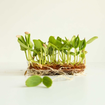 Melon Seeds for Growing Microgreens-1.jpg