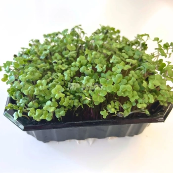 rape microgreens leaves