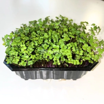 rape microgreens