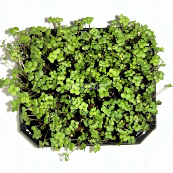 rape microgreens zoom