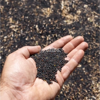 rape microgreens seeds