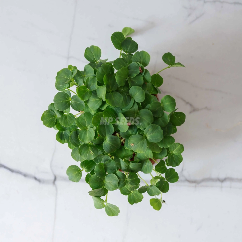 hibiscus-microgreens-seeds-webp