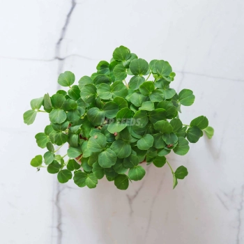 hibiscus-microgreens-seeds-webp