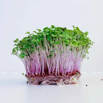 rape-microgreens-seeds.webp