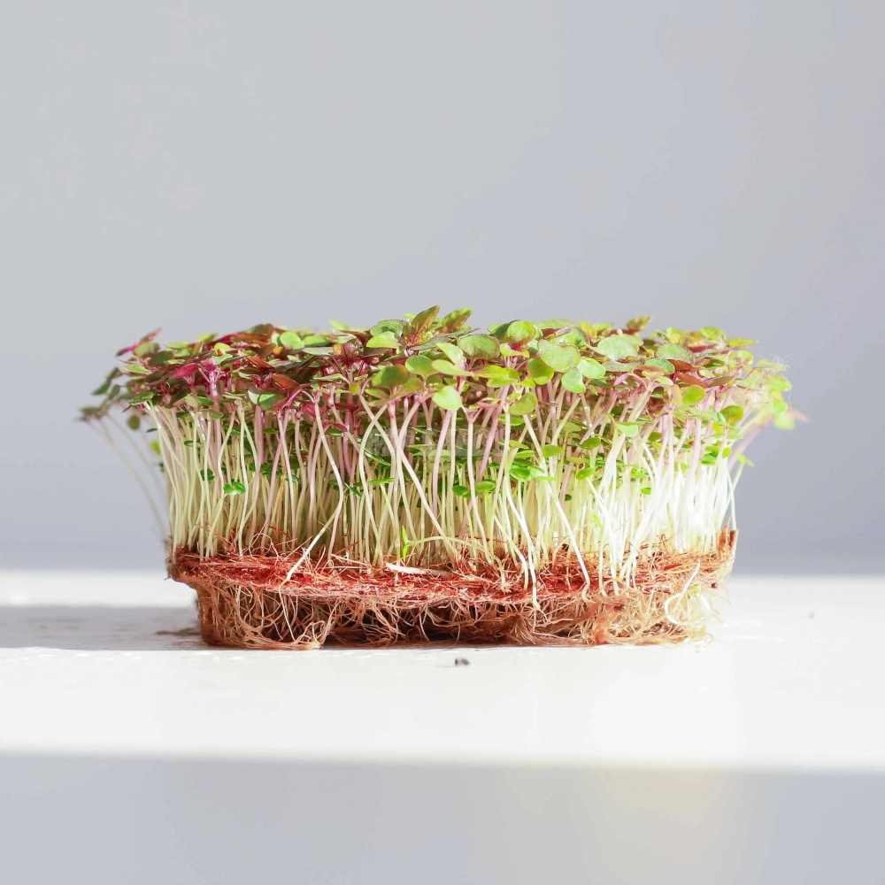 Shiso BiColor Microgreens Seeds  08 2025-1.webp