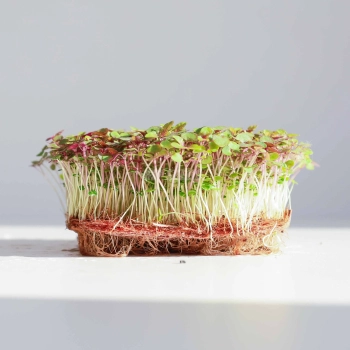 Shiso BiColor Microgreens Seeds  08 2025-1.webp