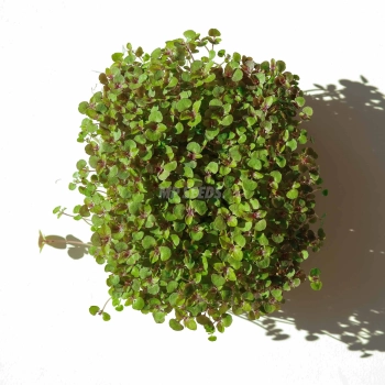 Shiso BiColor Microgreens Seeds  08 2025-2.webp