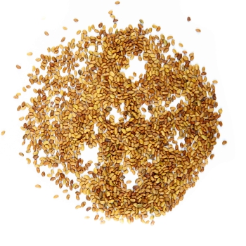 AlfaAlfa seeds for sprout