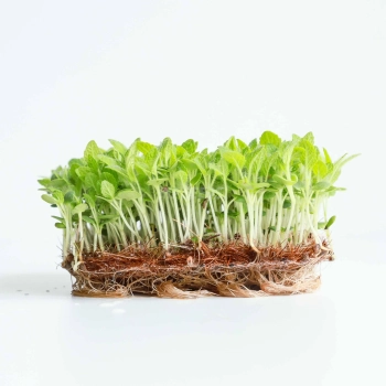 Salvia, Clary Sage Microgreens Seeds
