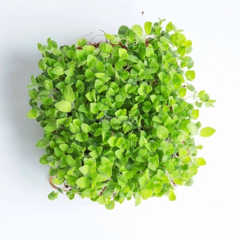 Salvia, Clary Sage Microgreens Seeds