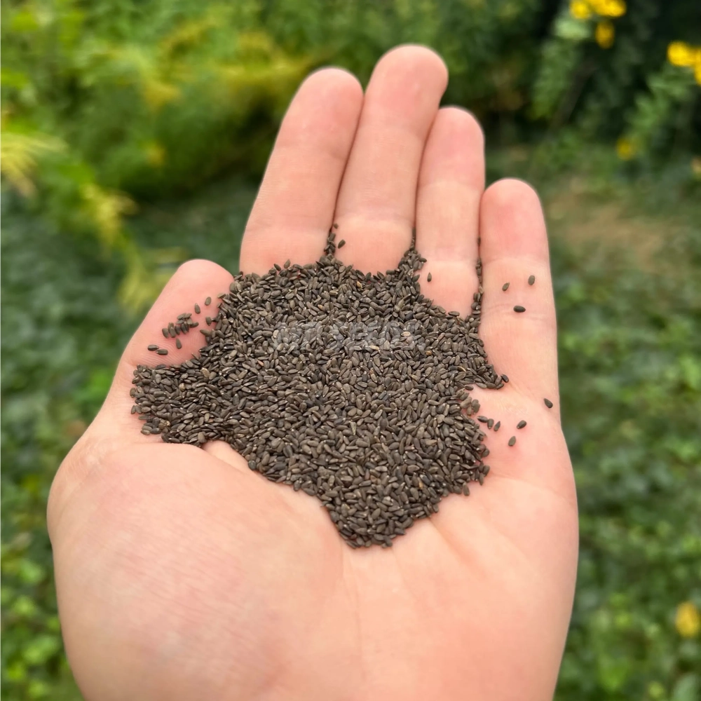 hyssop-seeds.webp