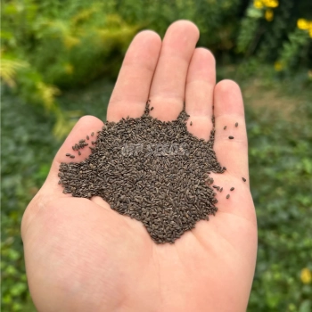 hyssop-seeds.webp